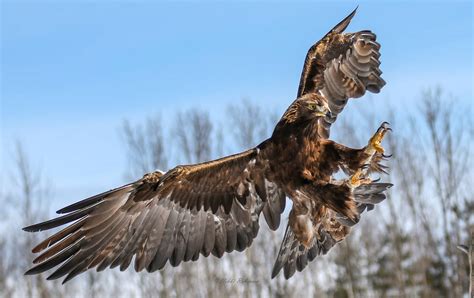 Golden Eagle Landing By Redpangolin On Deviantart