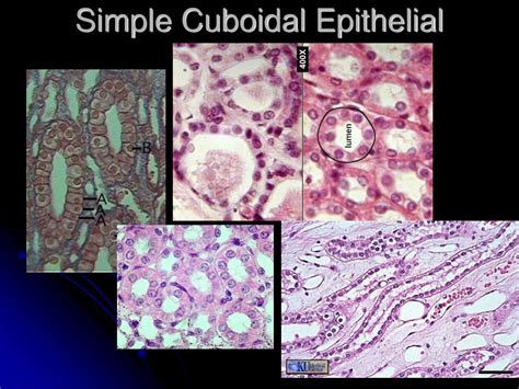 Ppt Simple Squamous Epithelial Powerpoint Presentation