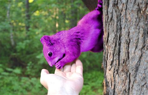 What Are Purple Squirrels And Unicorns The Hr Digest