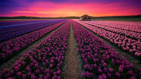 Lavender Fields Netherlands Wallpapers Wallpaper Cave