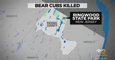 Man Charged After 4 Bear Cubs Found Dead In New Jersey State Park Cbs New York