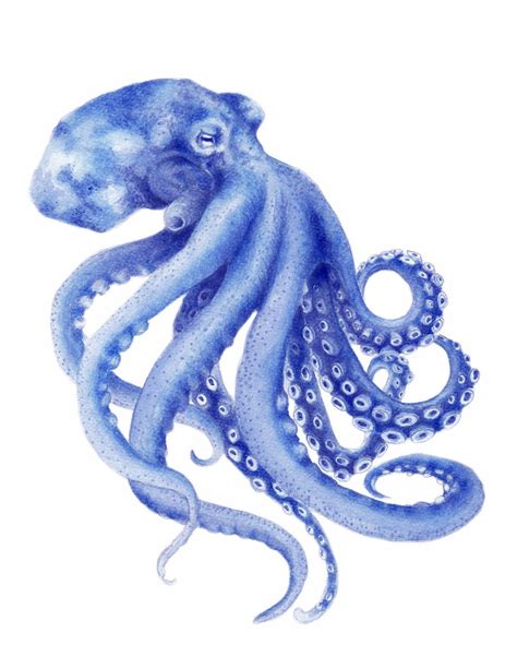 Blue Octopus Watercolor Art Print Hamptons Style Decor Coastal