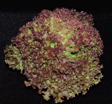 Check spelling or type a new query. Evaluating field-bred lettuce varieties for hydroponic ...