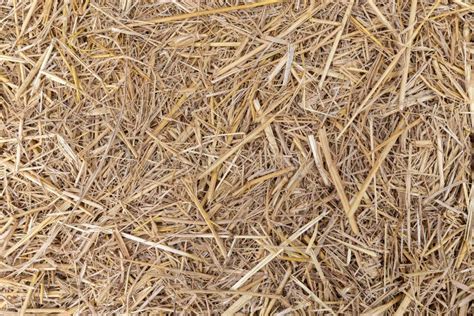 Close Up Of Dry Yellow Straw Grass Background Texture After Have Stock