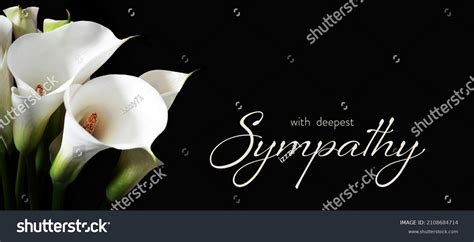 Sympathy Card White Calla Lilies Isolated Stock Photo