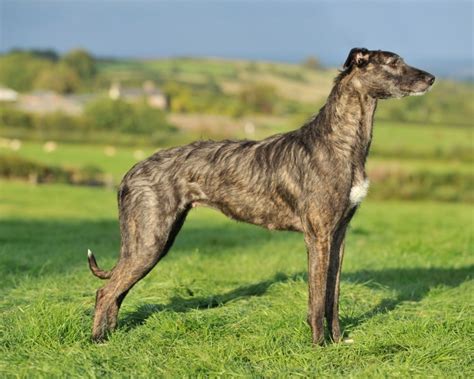Lurcher Dog Breed Facts Highlights And Buying Advice Pets4homes