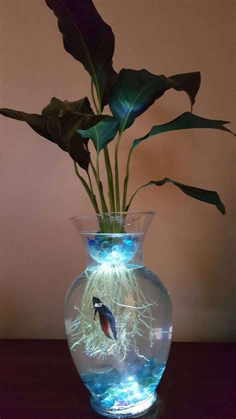 Image 0 Fish Vase Beta Fish Tank Peace Lily