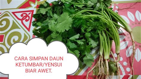 Kemudian, simpan daun yang telah dikeringkan ke dalam bekas. #SehatVegetarian# Cara simpan daun ketumbar biar awet ...