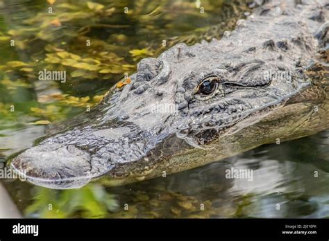 American Alligator Above Hi Res Stock Photography And Images Alamy