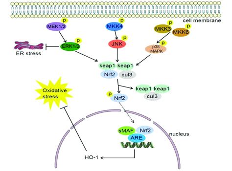 Mitogen Activated Protein Kinase Mapk Pathway It Consists Of Three