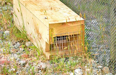 4 expert tips for placing a pest trap