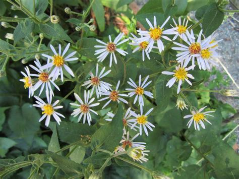 Eurybia Macrophylla Big Leaf Aster Available As Singles Or Tray Of P