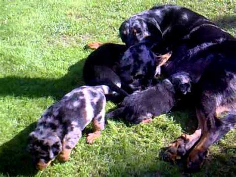 All puppies are wormed & come with 1st set of shots, both patents are on the premises dad is 65lbs mom is 40lbs. Beauceron puppies for sale - A litter Psi Mysteria - Czech ...