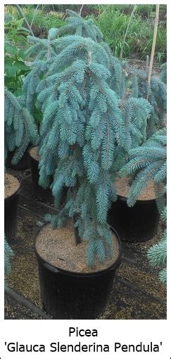 Picea Pungens ‘glauca Slenderina Pendula Weeping Colorado Spruce