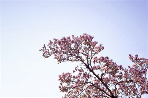We did not find results for: Magnolia Tree
