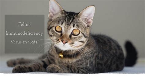 Feline Immunodeficiency Virus Cat World