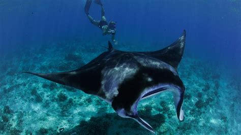 Experience The Worlds Largest Manta Ray Population At Four Seasons