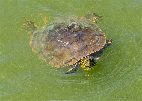 Information for obtaining certificate of insurance Prairie Nature: Western Painted Turtle in Wascana Creek