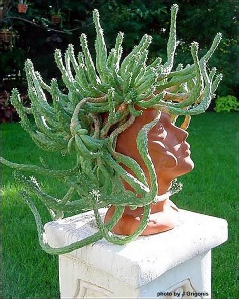 Pauuul Look At This P I Want One Euphorbia Caput Medusae Medusas Head Plants Head