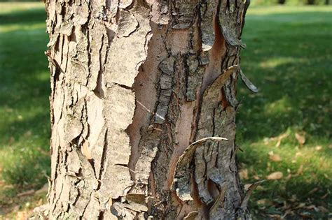 How To Identify And Treat Maple Bark Diseases And Afflictions