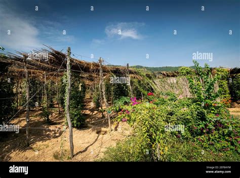Peppercorn Vines Growing In Organic Pepper Farm In Kampot Province
