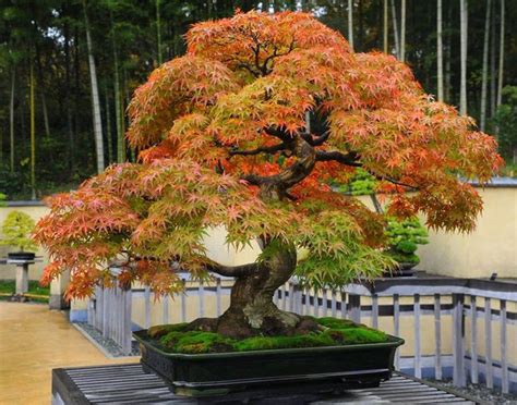 Japanese Maple Bonsai Garden Bonsai Tree Bonsai Tree Care