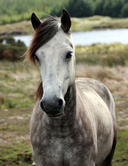 Capaillín chonamara) is a pony breed originating in ireland. View topic - HoI #6- Buckskin Connemara - Chicken Smoothie