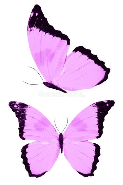 Pink Butterflies Isolated On White Background Tropical Moths Insects