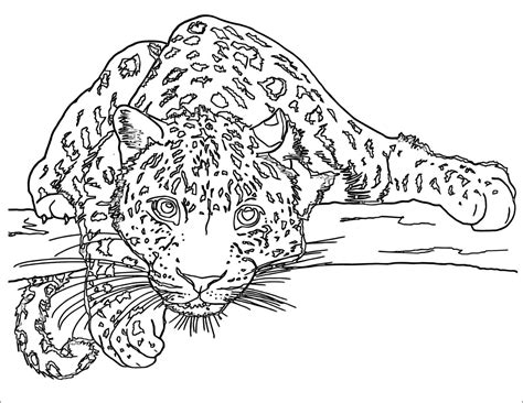 Leopard Coloring Pages Coloringbay