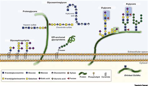 Sektion Frist Hauptquartier Glycosylation Mechanism Überraschung