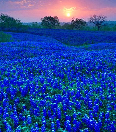 Florists and flower shops in houston, texas please contact us if you find any issues with this listing. Texas Bluebonnets, | Beautiful nature, Beautiful ...