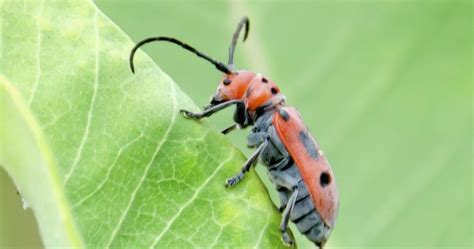 Urban Wildlife Guide Red Milkweed Beetle
