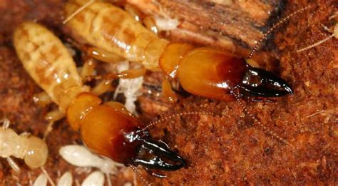 Formosan Super Termites Termite Treatment And Control
