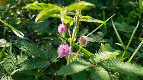 Touch me not plant (mimosa pudica) is a plant full of shyness under its protectiveness is a masterpiece of nature. TOUCH ME NOT PLANT: Not Just a Pretty Flower, Mimosa ...