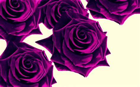 Free Download Purple Roses Wallpaper High Definition High Quality