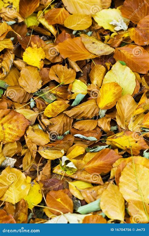 Autumn Color Leaves Stock Photo Image Of Simplicity 16704756
