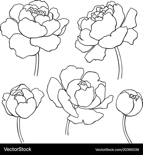 Peony Line Drawing Hand Drawn Outline Royalty Free Vector