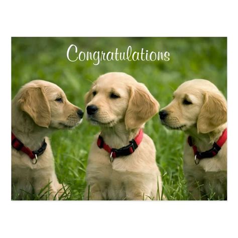 Congratulations Golden Retriever Puppies Postcard