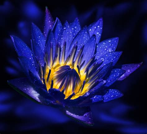 Loto Azul índigo Fotografía De 3rdeyemonster Feeling Blue Lotus Photo