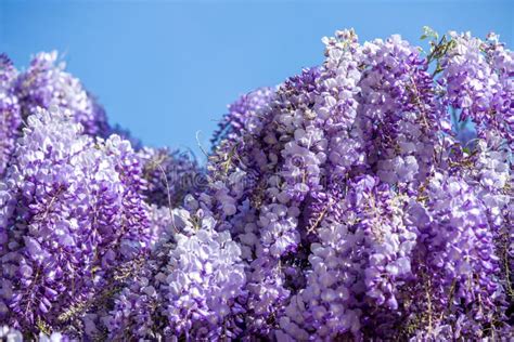 Beautiful Purple Wisteria Flowers Selective Focus Stock Photo Image