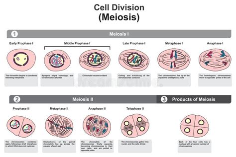 Diagrama De Etapas De Meiosis De División Celular Ilustración Del