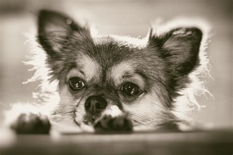 Free Images Black And White Puppy Cute Pet Close Up Face
