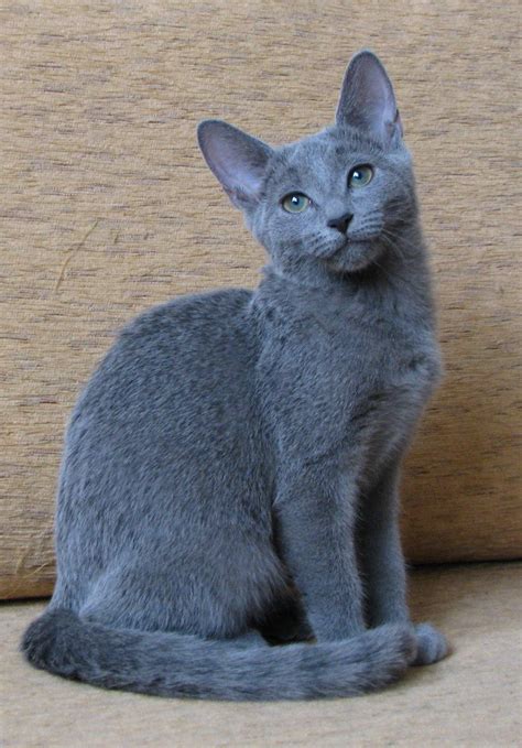 V Is For Russian Blue Cat Personality Russian Blue Cat Russian Blue
