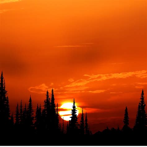 Forest Sunset Wallpapers Wallpaper Cave