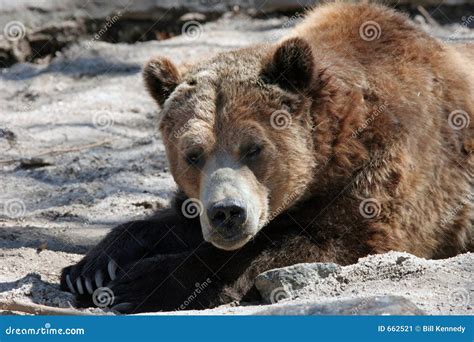 Napping Grizzly Stock Image Image Of Wildlife Hibernate 662521