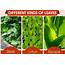 Here Are The Different Kinds Of Leaves You May Not Be Aware  Gardenerdy