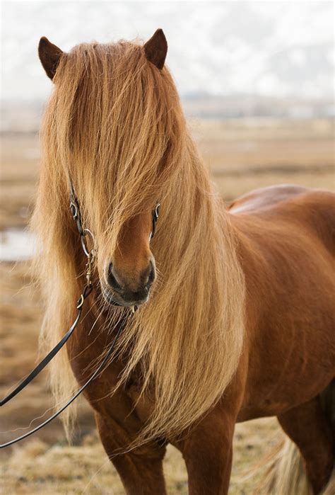 Amazing Horse With A Beautiful Mane Blowing In The Wind I Want To Ride