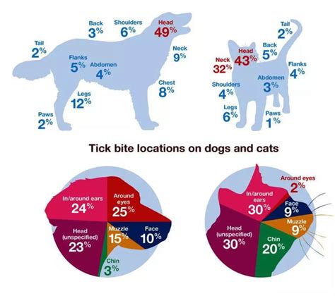 Ticks Bites On Pet Precaution And Removal︱aipaws Aipaws