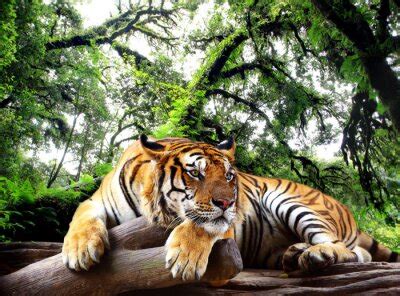 Tygrys Bengalski Obrazy Na Wymiar Redro Pl