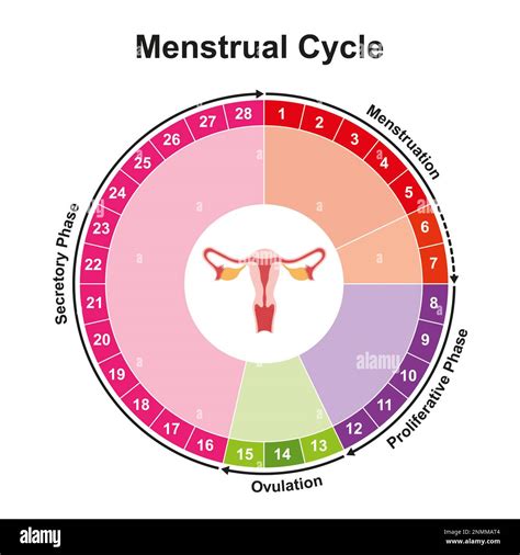 Menstrual Cycle Illustration Stock Photo Alamy
